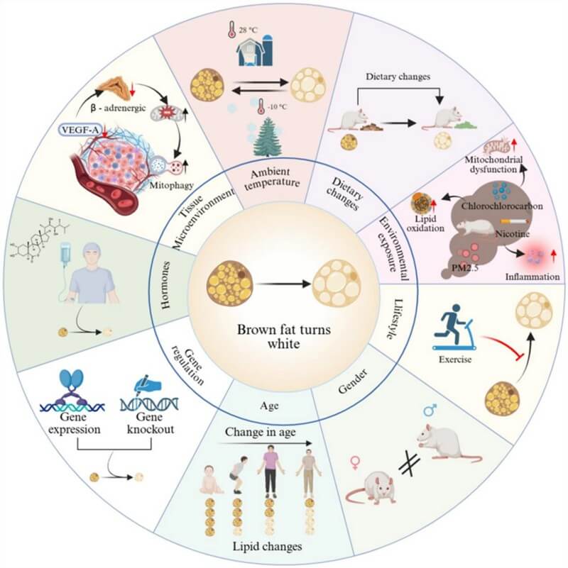 Fig.2 Multiple internal and external factors contribute to the loss of brown fat metabolic characteristics. (Ye, et al., 2026)