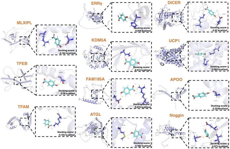 Fig.3 Structural simulations reveal candidate protein interactions involving 4 Hydroxybenzoic acid. (Ye, et al., 2026)