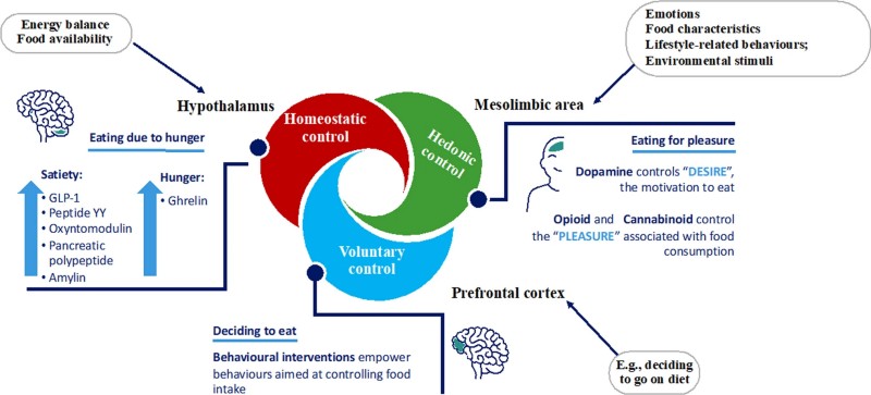 Rethinking Obesity as Ponderostat Dysregulation Central Neuroendocrine Control of Energy Balance