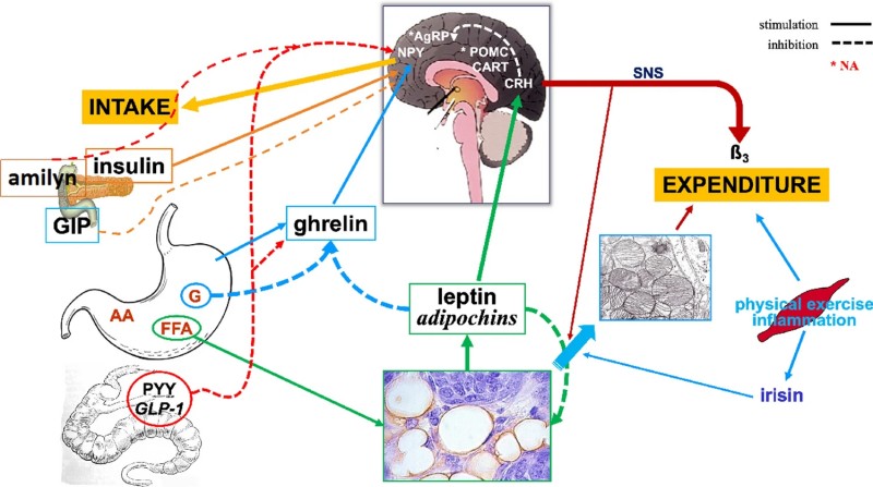 Fig.2 Hormonal and neural pathways interact to maintain energy balance through central regulation. (Buscemi, et al., 2025)