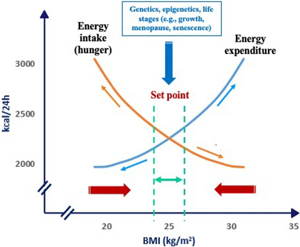 Fig.3 Body weight regulation follows a biologically defined set point that the body defends over time. (Buscemi, et al., 2025)