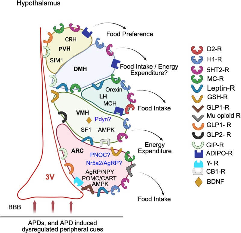 Rethinking Metabolic Safety: The Hypothalamus as a Critical Target for Preventing Antipsychotic-Induced Weight Gain