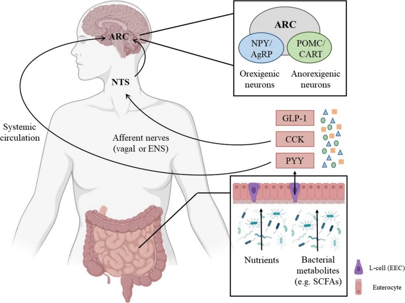 Deciphering the Bidirectional Dialogue: How the Gut-Brain Axis Shapes Obesity and Drives Novel Therapeutic Frontiers