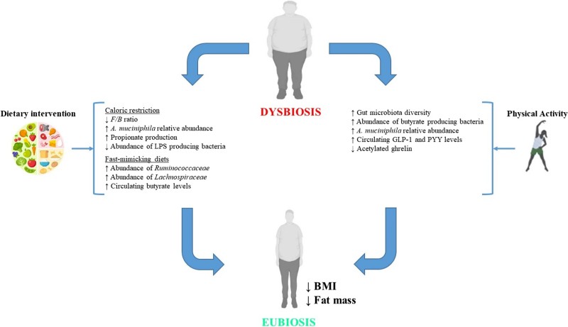 Fig.2 Diet and lifestyle changes influence obesity by altering gut microbes and appetite-related signaling pathways. (Arellano-García, et al., 2026)
