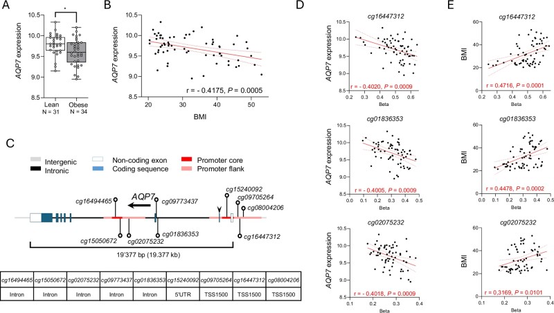 Fig.1 AQP7 expression is reduced in obese individuals and is closely associated with increased methylation at its gene locus and elevated BMI. (Costa, et al., 2025)