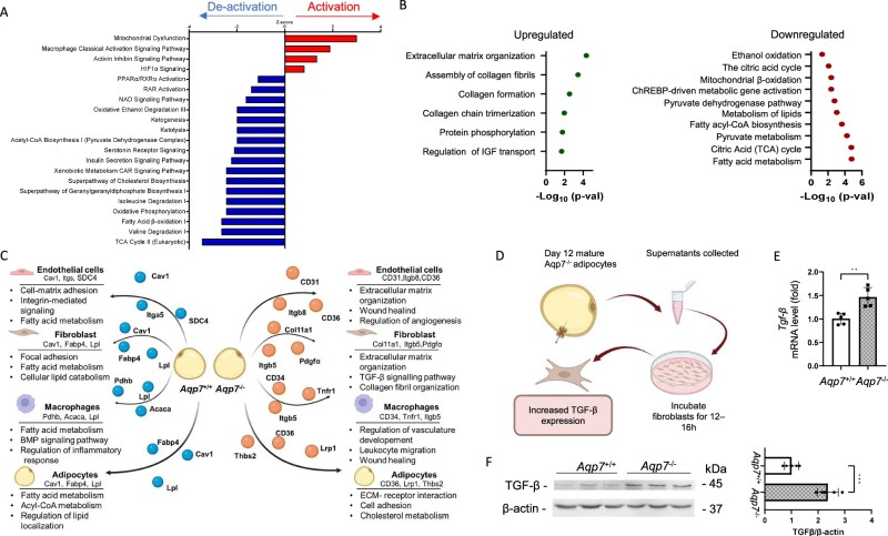 The Hidden Architect of Fat Health: How AQP7 Deficiency Drives Adipose Remodeling