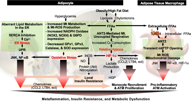 Rethinking Metabolic Inflammation: The Dual Roles of Metaflammation in Obesity