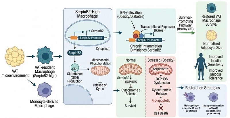 Guardians of Metabolic Balance: How SerpinB2 Shields Tissue-Resident Macrophages from Mitochondrial Collapse in Chronic Inflammation
