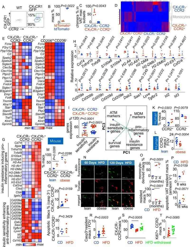 Fig.1 Distinct macrophage populations in visceral fat show different gene patterns and metabolic functions during obesity progression. (Vasamsetti, et al., 2026)