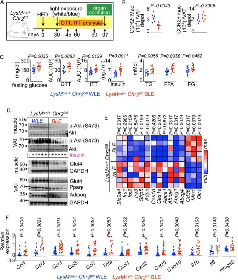 Fig.2 Loss of resident macrophages in visceral adipose tissue worsens inflammation and metabolic imbalance in obese mice. (Vasamsetti, et al., 2026)