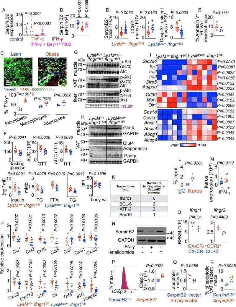 Fig.4 IFN γ signaling suppresses SerpinB2 and promotes apoptosis of adipose resident macrophages. (Vasamsetti, et al., 2026)