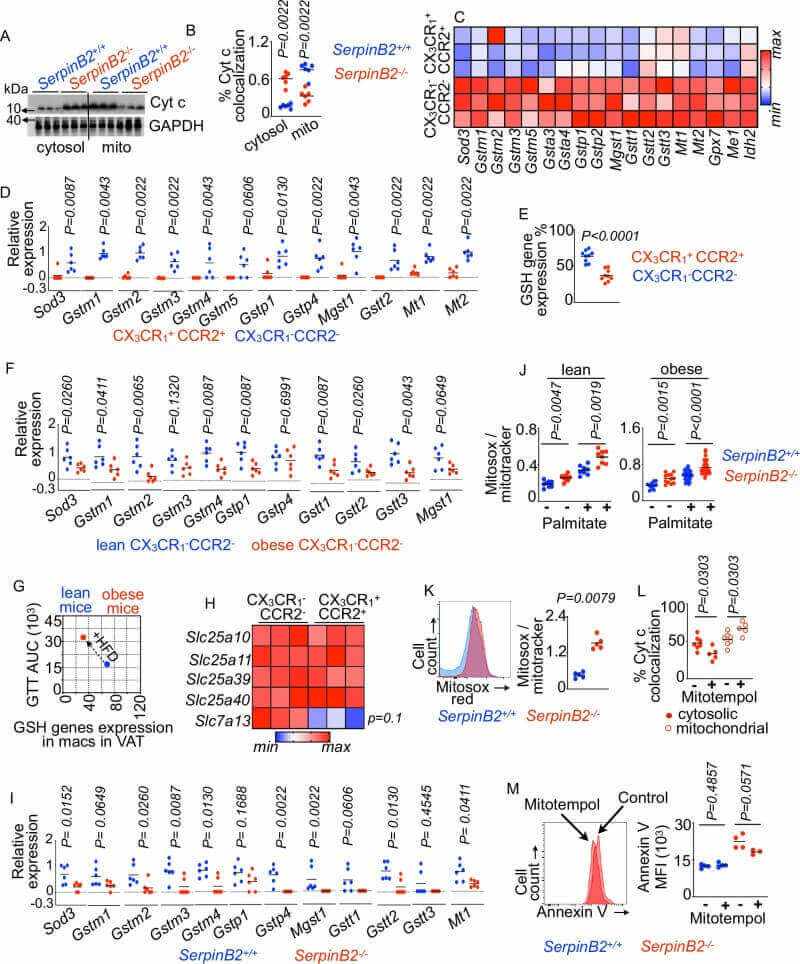 Fig.5 Loss of SerpinB2 increases mitochondrial oxidative stress and macrophage cell death. (Vasamsetti, et al., 2026)