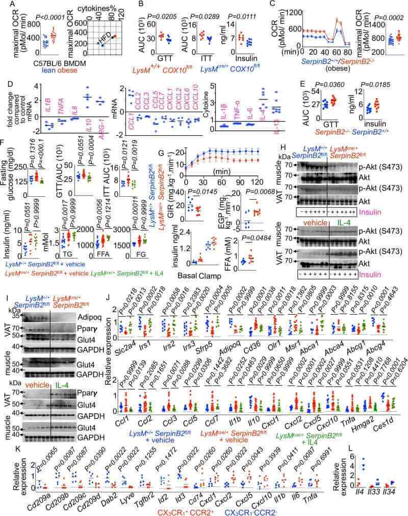 Fig.6 Macrophage SerpinB2 deficiency enhances inflammatory responses and impairs glucose metabolism. (Vasamsetti, et al., 2026)