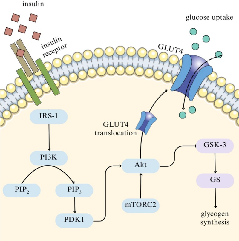 Decoding the Cellular Blueprint Linking Obesity and Metabolic Dysfunction to Pioneer Next-Generation Therapeutic Interventions