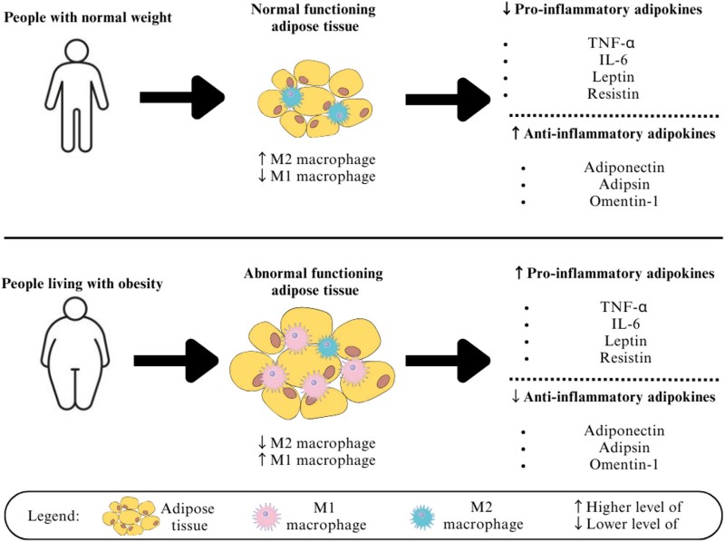 Fig.2 Obesity reshapes the adipose immune environment with altered macrophage populations and disrupted adipokine secretion. (Choo, et al., 2026)