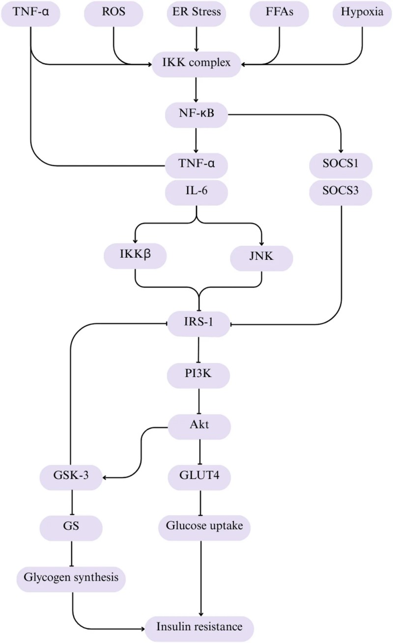 Fig.3 NFκB-driven inflammatory signalling weakens metabolic responses and contributes to impaired insulin action. (Choo, et al., 2026)