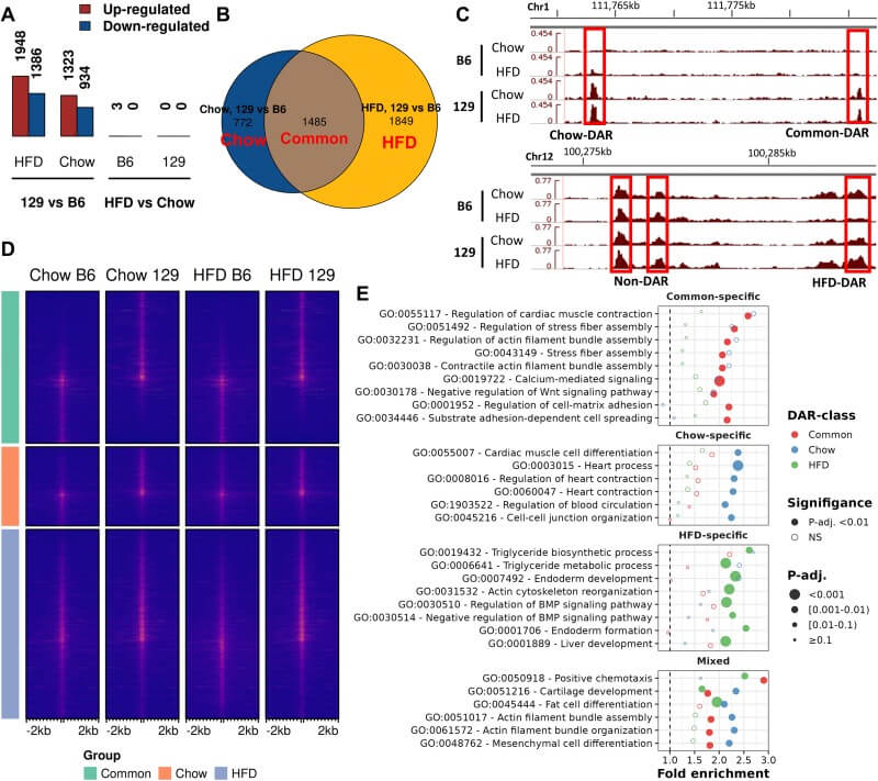 Fig.1 Chromatin accessibility patterns differ between mouse strains and are linked to genetic diversity. (Mononen, et al., 2026)