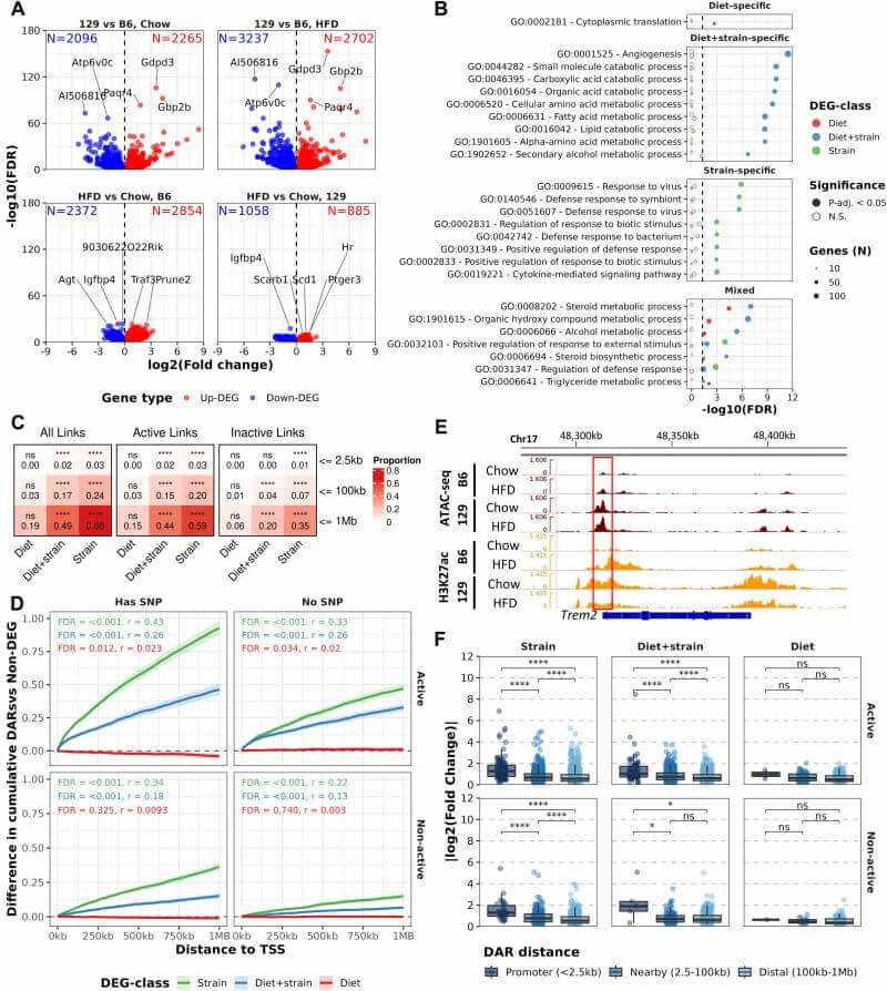 Fig.3 Genotype-dependent chromatin accessibility contributes to strain-specific transcriptional differences. (Mononen, et al., 2026)