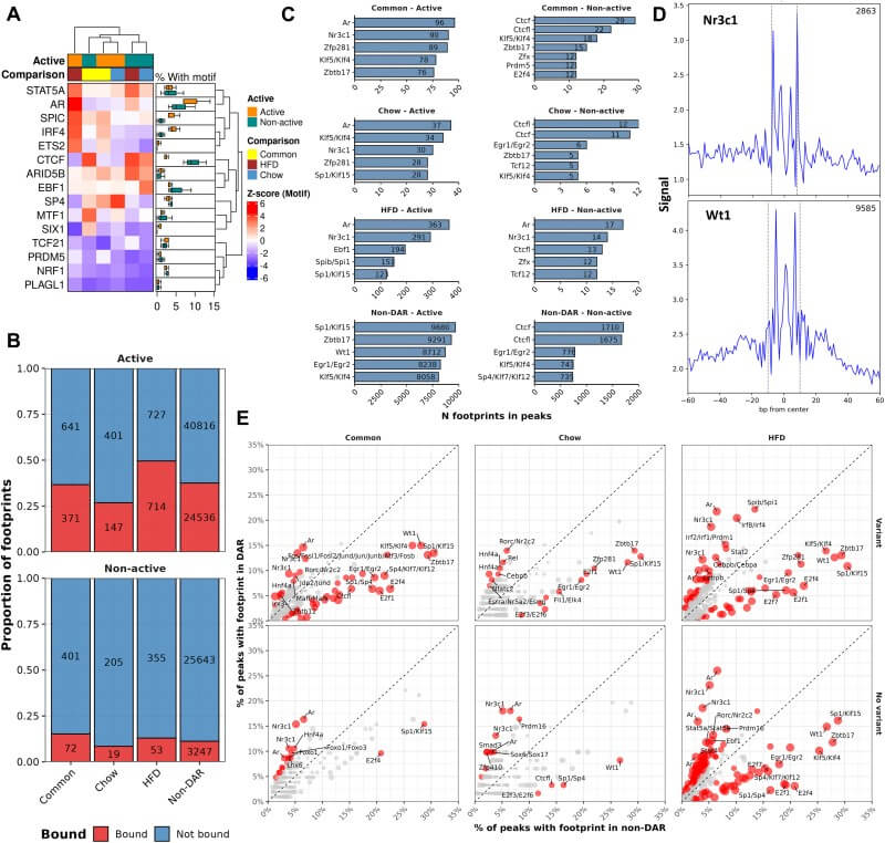 Fig.4 Transcription factor binding footprints are enriched within accessible adipose chromatin regions. (Mononen, et al., 2026)