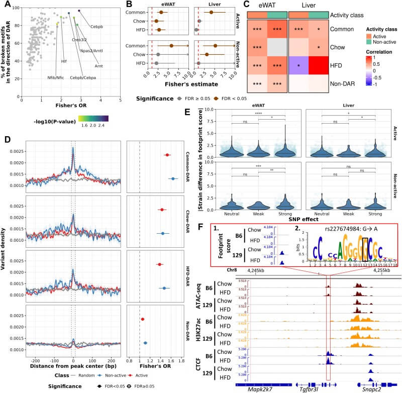 Fig.5 Genetic changes disrupting transcription factor motifs are associated with altered chromatin footprints. (Mononen, et al., 2026)