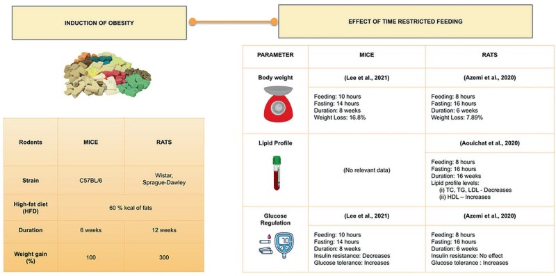 Fig.2 Time-restricted feeding produced varying degrees of improvement in body weight, lipid profiles, and glucose metabolism in rodents with HFD-induced obesity. (Argaistieng, et al., 2025)