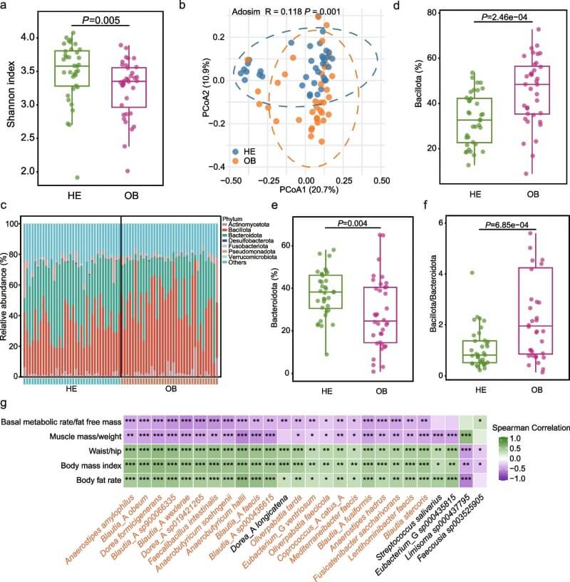 Fig.1 Gut microbial composition and diversity were significantly associated with obesity related body composition changes. (Li, et al., 2026)