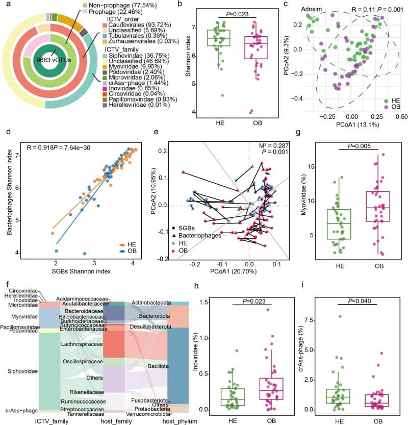 Fig.2 Obese adults showed distinct bacteriophage profiles and altered virus-bacteria interactions in the gut. (Li, et al., 2026)