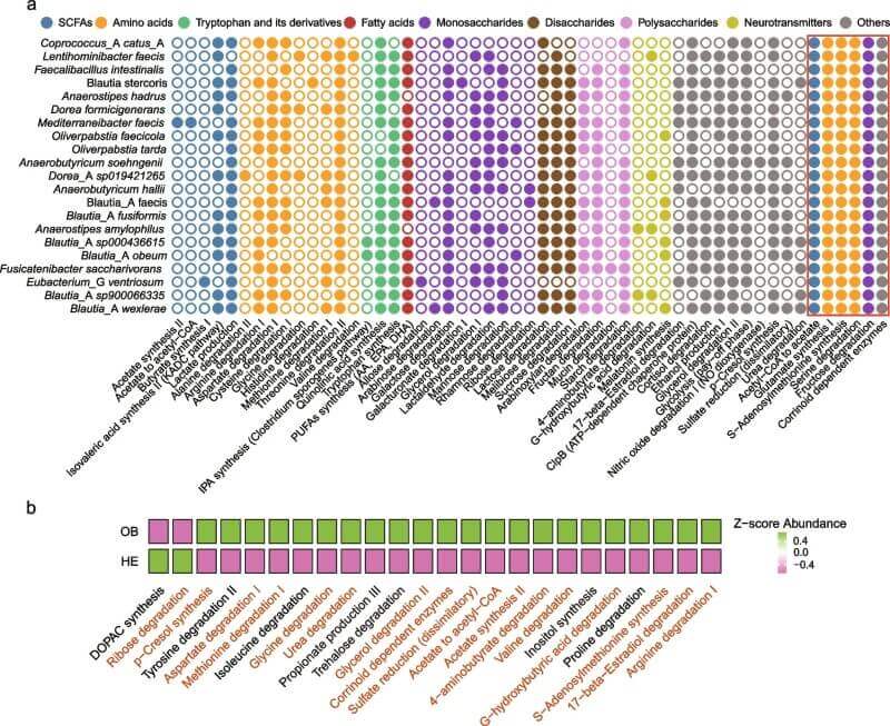 Fig.3 Obesity was linked to broad shifts in microbial metabolic functions and enriched metabolic modules. (Li, et al., 2026)