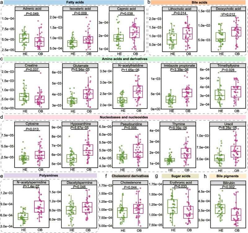 Fig.4 Several gut microbial pathways displayed significant abundance differences between healthy and obese groups. (Li, et al., 2026)