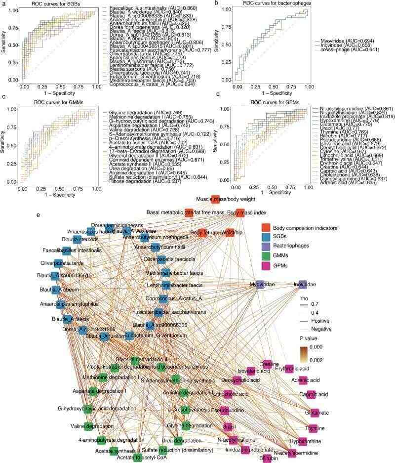 Fig.5 Gut microbial signatures accurately distinguished obesity status and correlated with body composition indicators. (Li, et al., 2026)