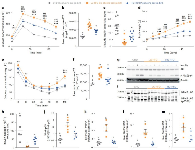 Fig.1 Choline improves glucose balance, insulin sensitivity, and reduces inflammation in HFD mice. (Chilloux, et al., 2025)