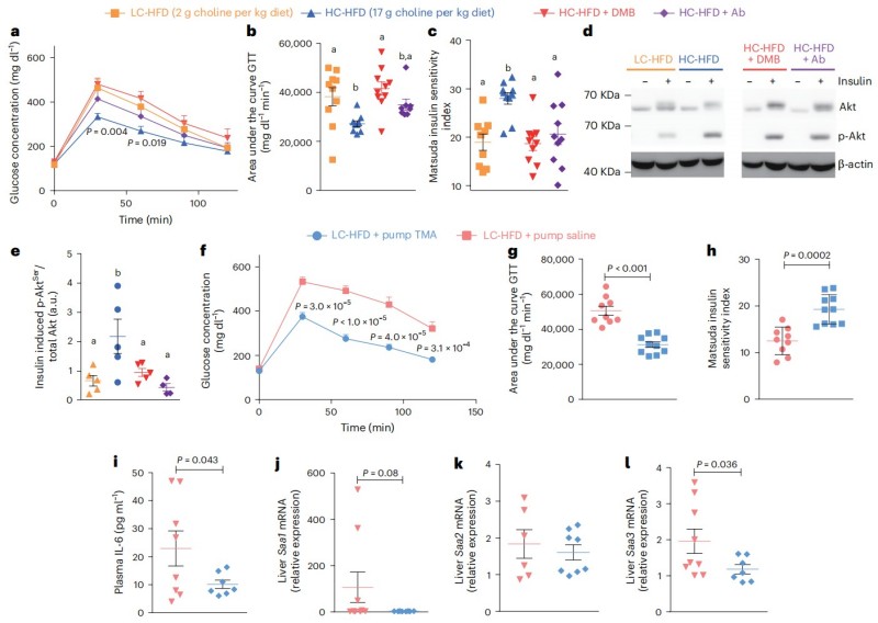 Fig.2 Preventing TMA production removes choline’s benefits, while TMA treatment reproduces them. (Chilloux, et al., 2025)