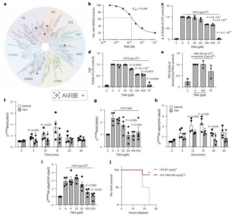 The Microbial Kinome Switch: How TMA Inhibition of IRAK4 Rewrites Metabolic Health