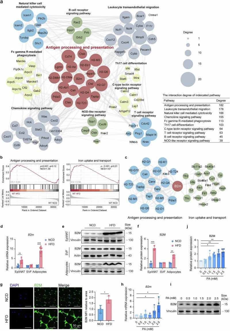 New Discovery on the Culprit Behind Obesity: How Fat Cells Ignite Inflammation and Metabolic Crisis Through the B2M Protein?