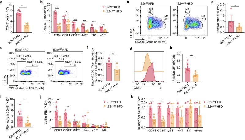Fig.2 Deleting B2M in adipocytes reduces HFD-induced infiltration of immune cells in fat tissue. (Li, et al., 2025)
