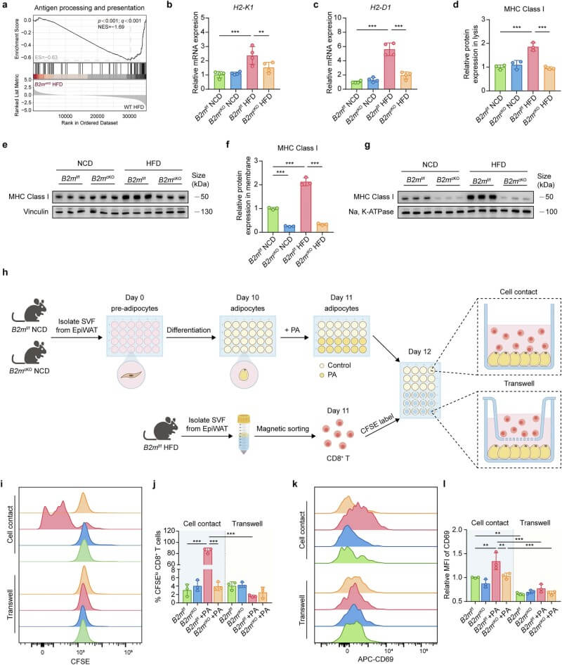 Fig.3 B2M is required for hypertrophic adipocytes to activate adipose-resident CD8+ T cells. (Li, et al., 2025)