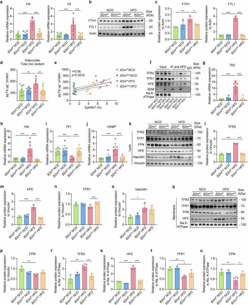 Fig.4 B2M deficiency prevents HFD-induced iron accumulation in adipocytes. (Li, et al., 2025)