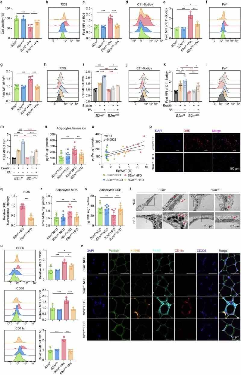 Fig. 5 Lack of B2M reduces adipocyte ferroptosis and M1 macrophage polarization under HFD. (Li, et al., 2025)
