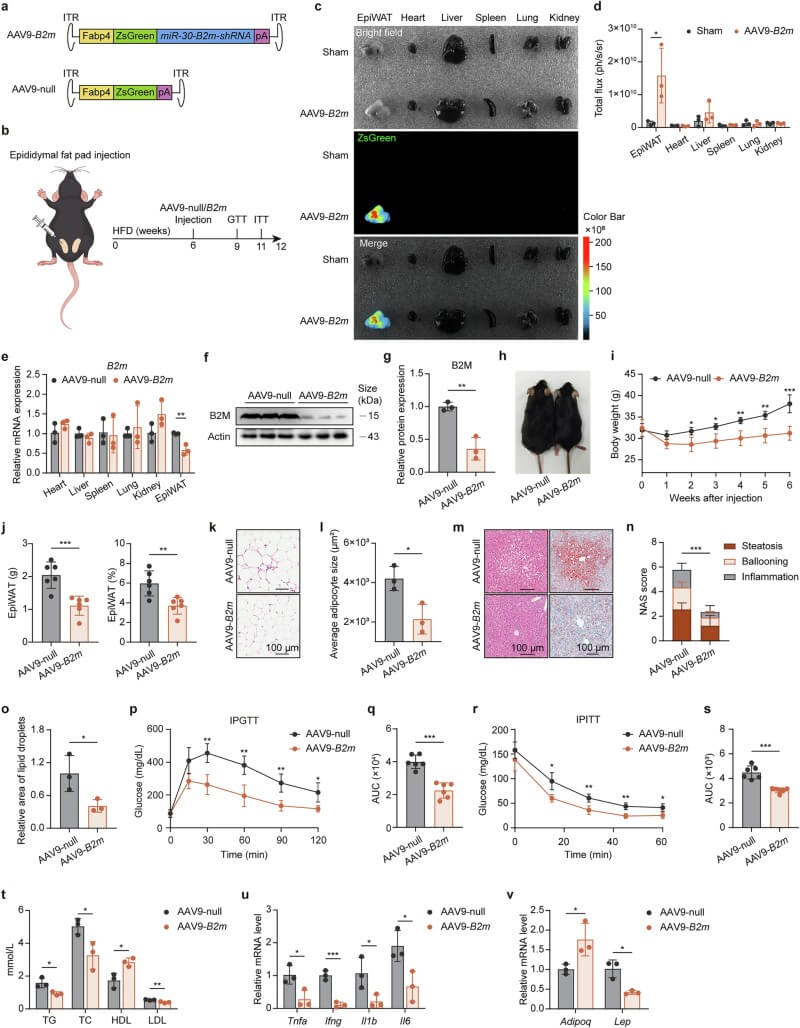 Fig. 6 AAV-mediated B2M knockdown in adipose tissue improves obesity and metabolic disorders in HFD-fed mice. (Li, et al., 2025)