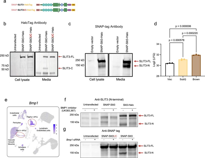 Fig.3 BMP1 processing releases active SLIT3 fragments from adipocyte precursor cells. (Serdan, et al., 2026)