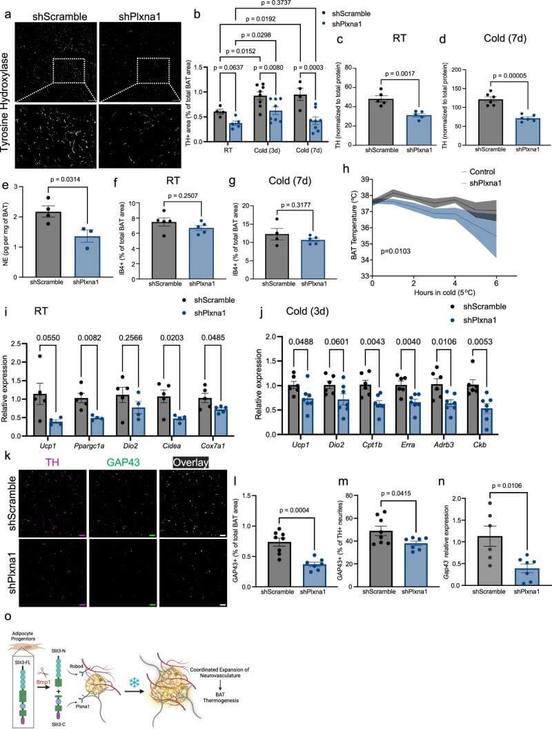 Fig.5 PLXNA1 deficiency disrupts neural expansion and thermogenic adaptation in brown adipose tissue. (Serdan, et al., 2026)