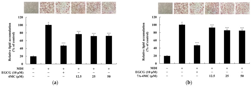 Fig.1 4MC and its derivatives significantly reduce lipid droplet formation and accumulation in 3T3-L1 adipocytes. (Lee, et al., 2025)