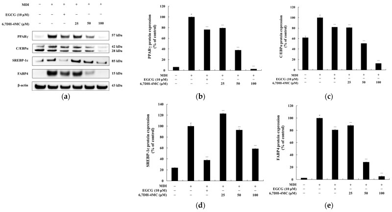 Fig.2 6,7DH-4MC markedly inhibits the expression of key proteins in adipocyte differentiation. (Lee, et al., 2025)