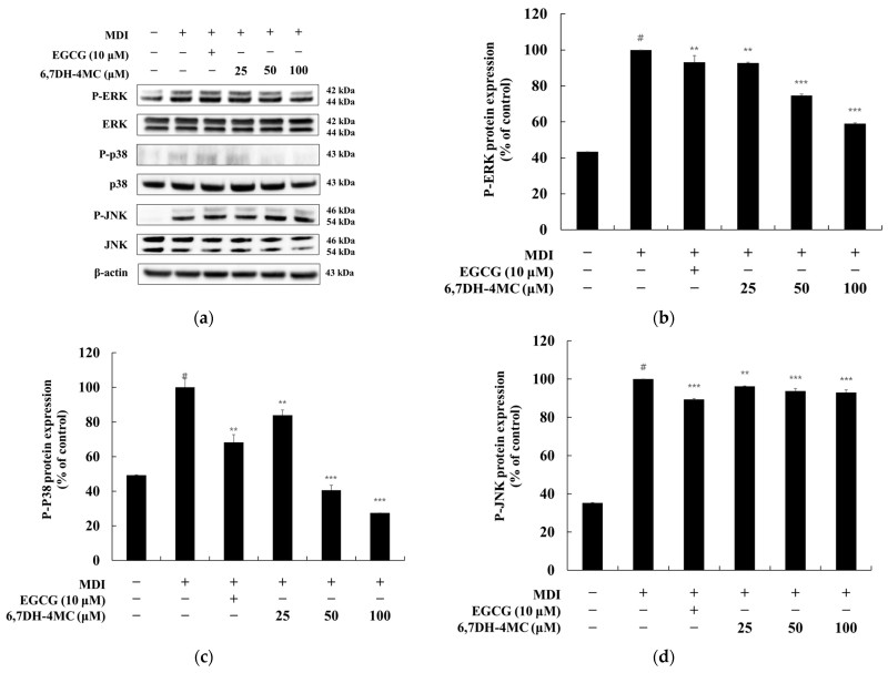 Fig.3 6,7DH-4MC influences adipogenesis by regulating phosphorylation levels in the MAPK signaling pathway. (Lee, et al., 2025)