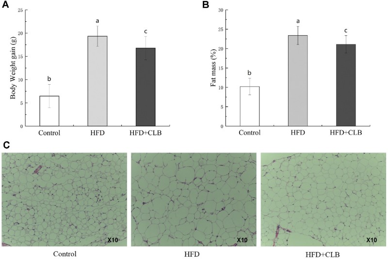 Fig.1 Body weight, fat content, and adipose tissue size in high-fat diet mice compared to controls. (Dong, et al., 2025)