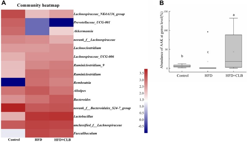 Probiotic Synergy: How Clostridium butyricum Alleviates Obesity by Boosting Akkermansia muciniphila