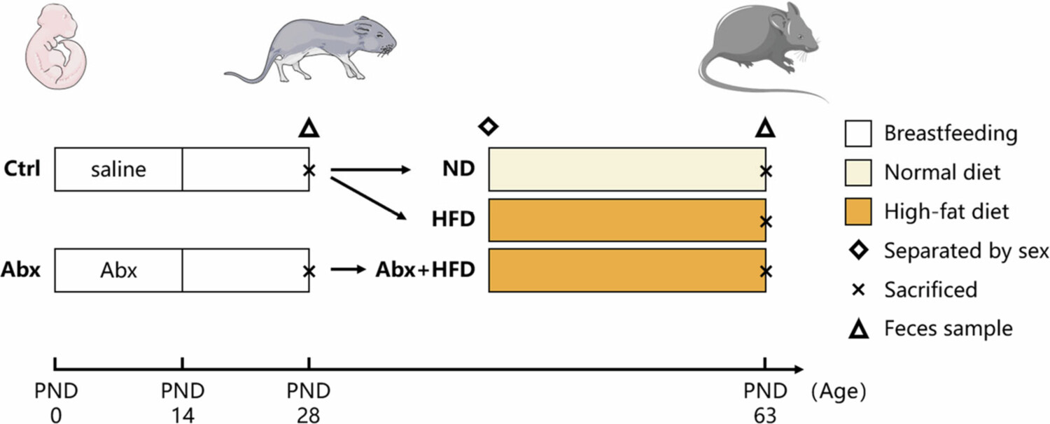 Fig.1 Experimental workflow and animal model design. (Liang, et al., 2026)