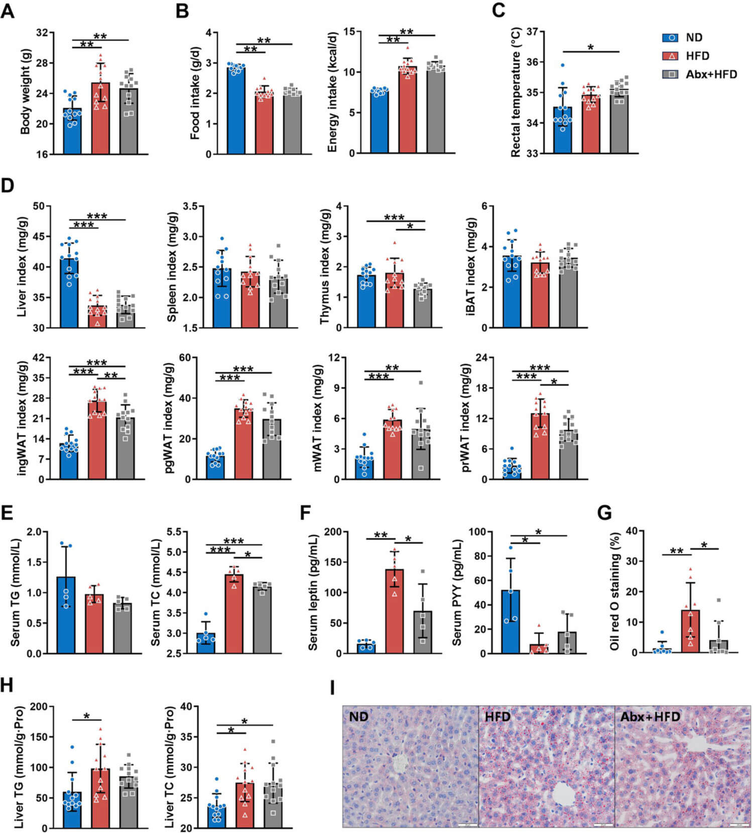 Fig.3 Microbiota-associated effects on obesity-related metabolic phenotypes. (Liang, et al., 2026)