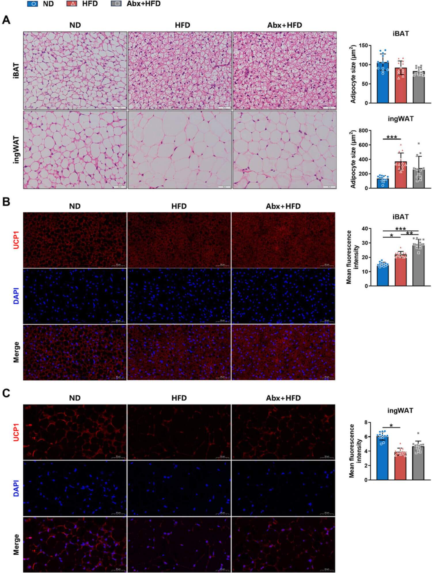 Fig.4 Regulation of adipose tissue thermogenesis and UCP1 expression. (Liang, et al., 2026)