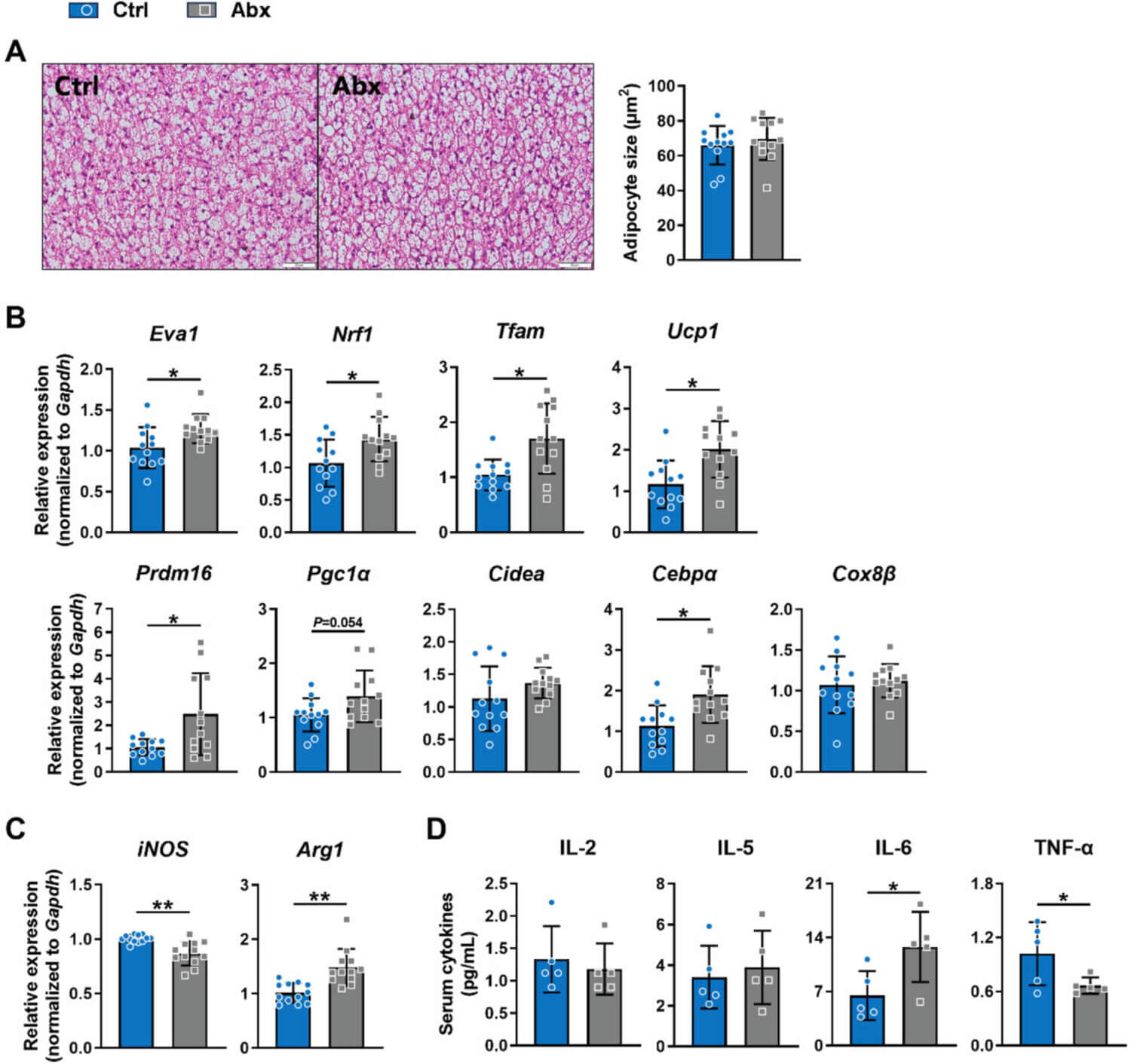Fig.5 Early-life microbiota effects on brown adipose tissue development and immune regulation. (Liang, et al., 2026)
